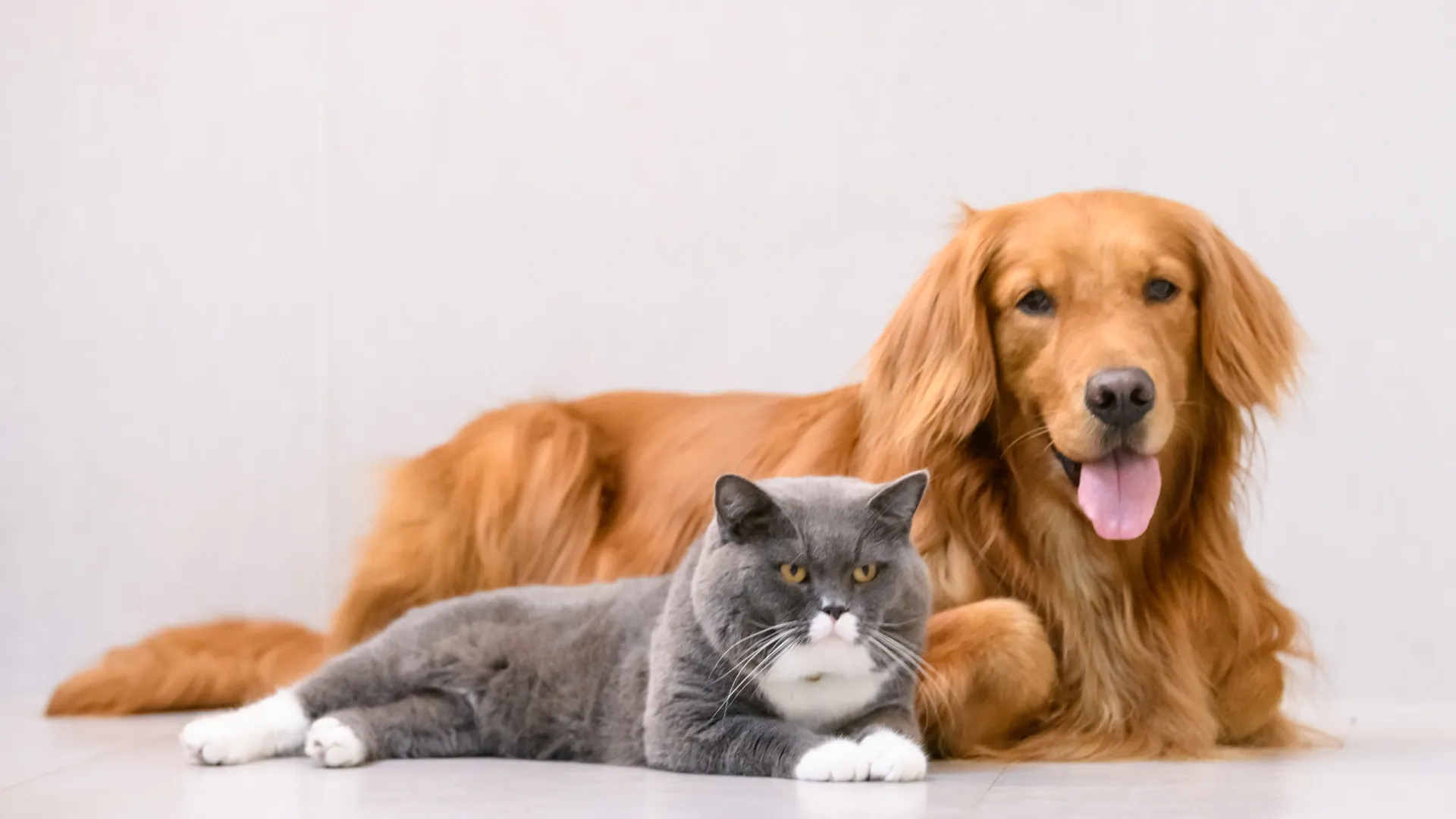 Veterinaria a domicilio